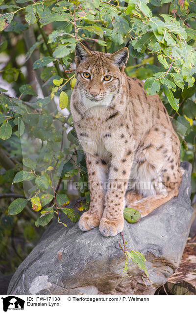 Eurasian Lynx / PW-17138