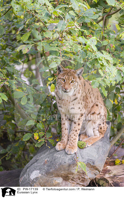 Eurasian Lynx / PW-17139