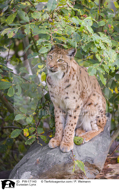 Eurasian Lynx / PW-17140