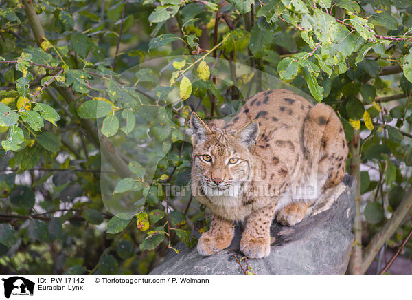 Eurasischer Luchs / Eurasian Lynx / PW-17142
