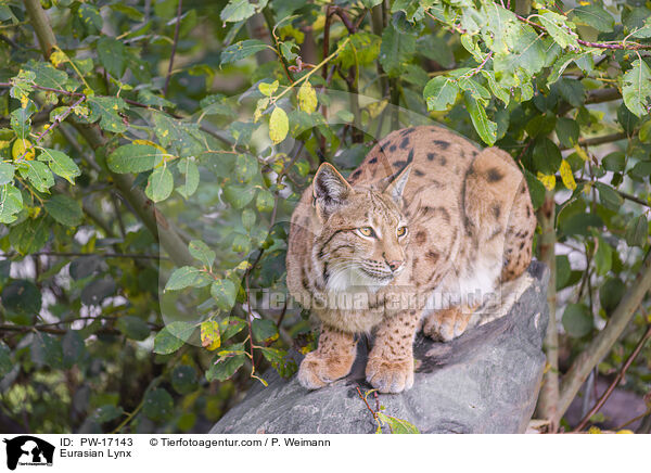 Eurasian Lynx / PW-17143