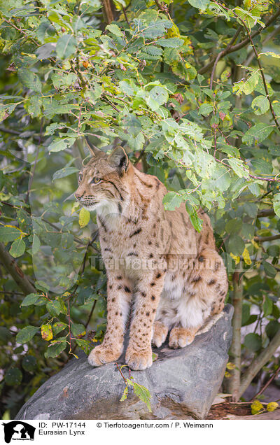 Eurasian Lynx / PW-17144
