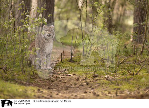 Eurasischer Luchs / Eurasian Lynx / JM-20220