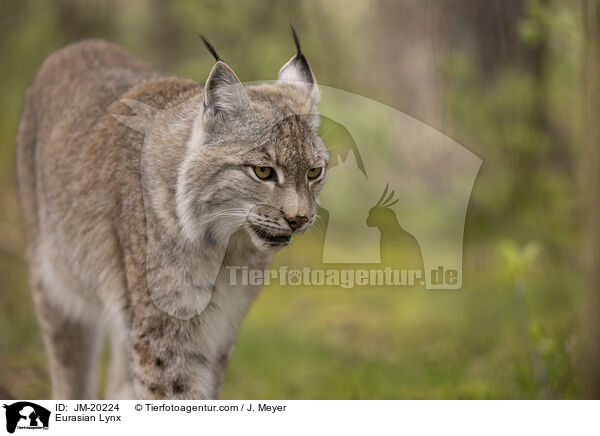 Eurasischer Luchs / Eurasian Lynx / JM-20224