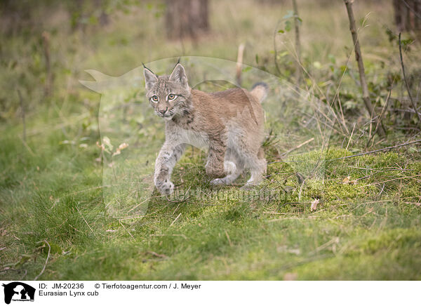 Eurasischer Luchswelpe / Eurasian Lynx cub / JM-20236