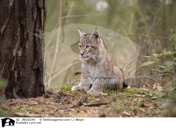 Eurasischer Luchswelpe / Eurasian Lynx cub / JM-20249