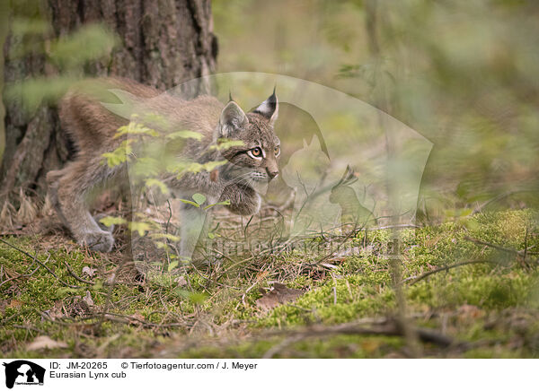 Eurasischer Luchswelpe / Eurasian Lynx cub / JM-20265