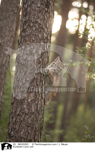 Eurasischer Luchswelpe / Eurasian Lynx cub / JM-20293