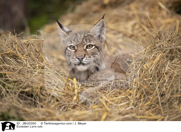 Eurasischer Luchswelpe / Eurasian Lynx cub / JM-20300