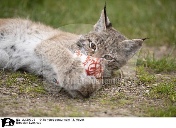 Eurasischer Luchswelpe / Eurasian Lynx cub / JM-20305