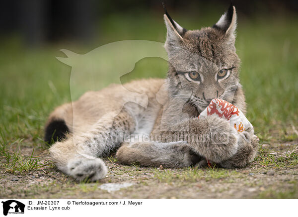 Eurasischer Luchswelpe / Eurasian Lynx cub / JM-20307