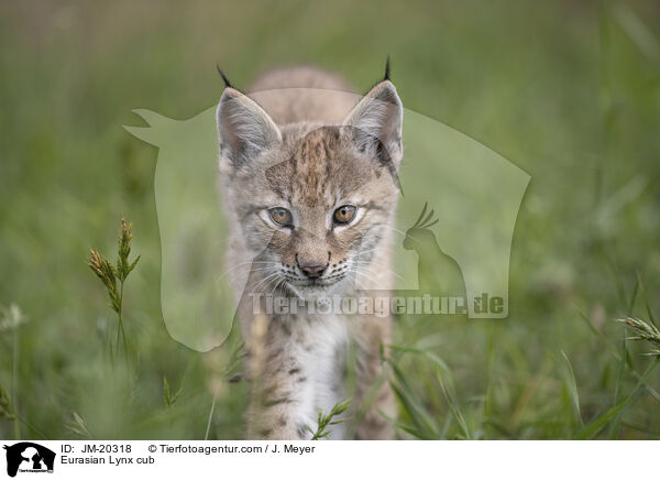 Eurasischer Luchswelpe / Eurasian Lynx cub / JM-20318