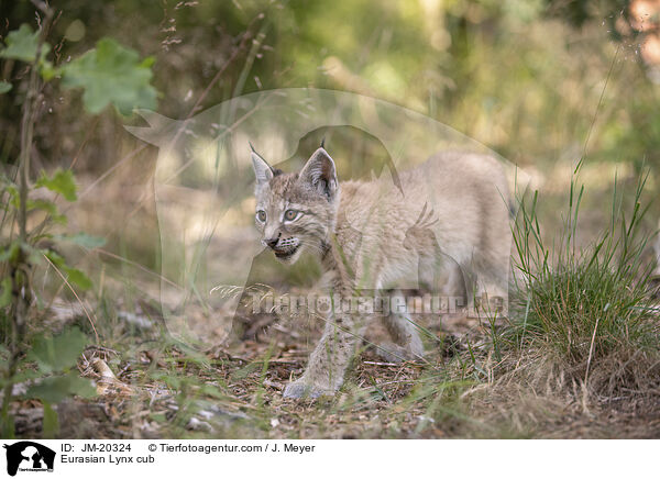 Eurasischer Luchswelpe / Eurasian Lynx cub / JM-20324