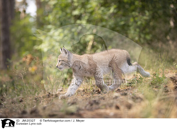 Eurasischer Luchswelpe / Eurasian Lynx cub / JM-20327