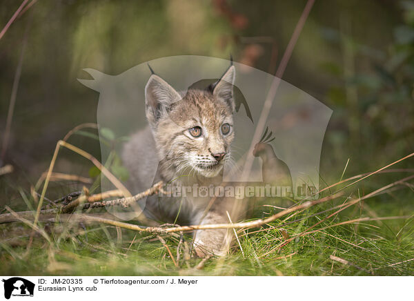 Eurasischer Luchswelpe / Eurasian Lynx cub / JM-20335