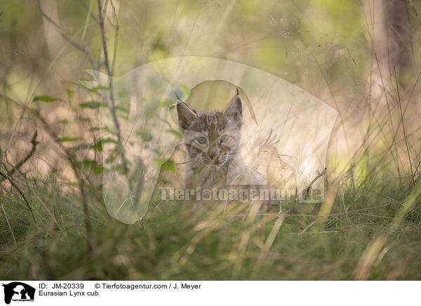 Eurasischer Luchswelpe / Eurasian Lynx cub / JM-20339