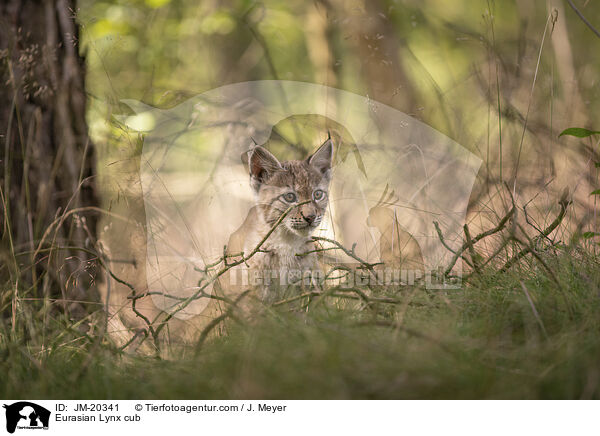 Eurasischer Luchswelpe / Eurasian Lynx cub / JM-20341