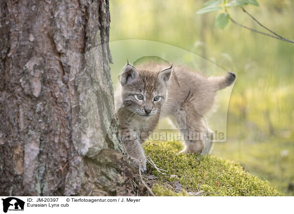 Eurasischer Luchswelpe / Eurasian Lynx cub / JM-20397
