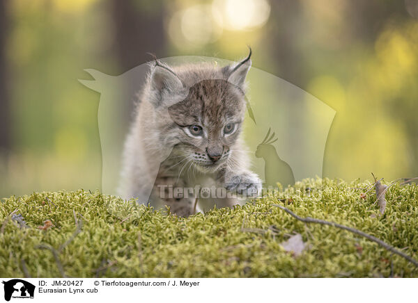 Eurasischer Luchswelpe / Eurasian Lynx cub / JM-20427