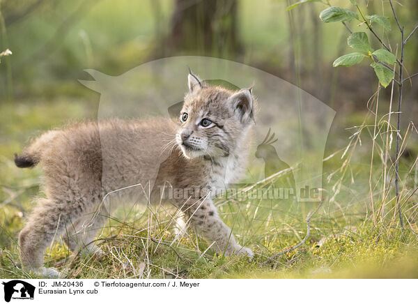 Eurasischer Luchswelpe / Eurasian Lynx cub / JM-20436