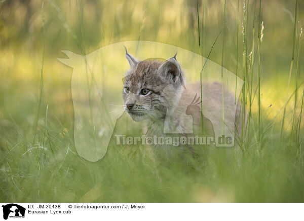 Eurasischer Luchswelpe / Eurasian Lynx cub / JM-20438