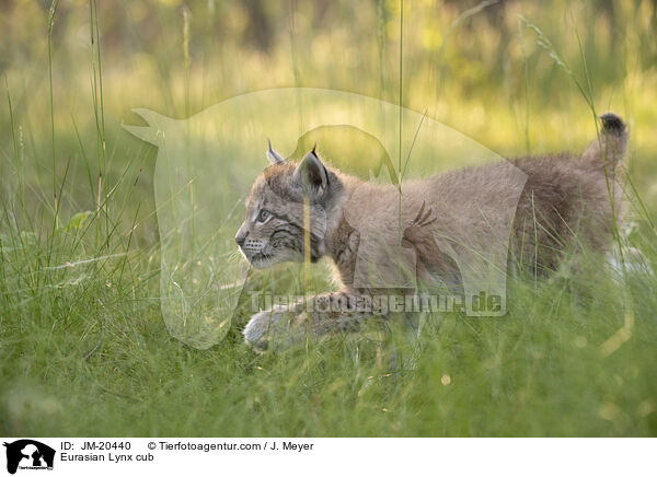 Eurasischer Luchswelpe / Eurasian Lynx cub / JM-20440