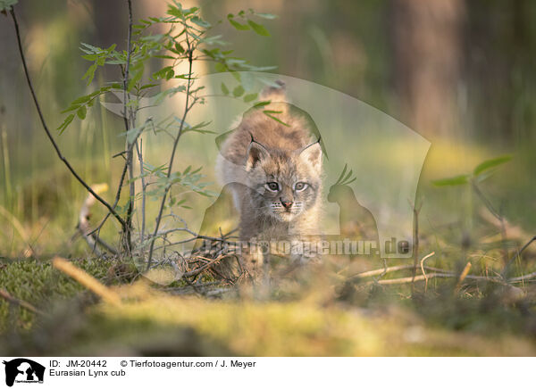 Eurasischer Luchswelpe / Eurasian Lynx cub / JM-20442