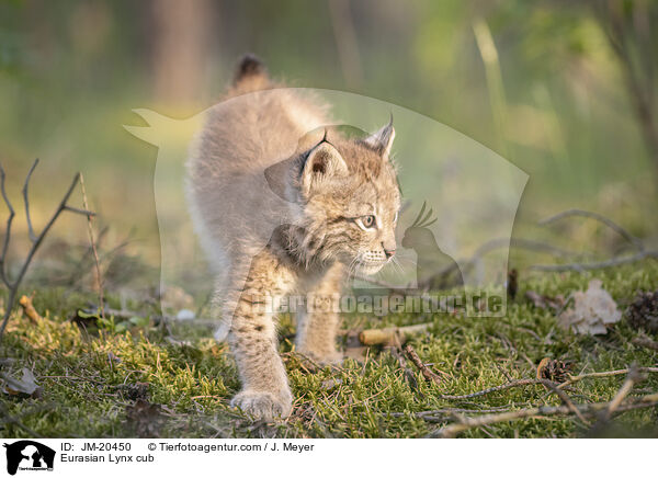 Eurasischer Luchswelpe / Eurasian Lynx cub / JM-20450