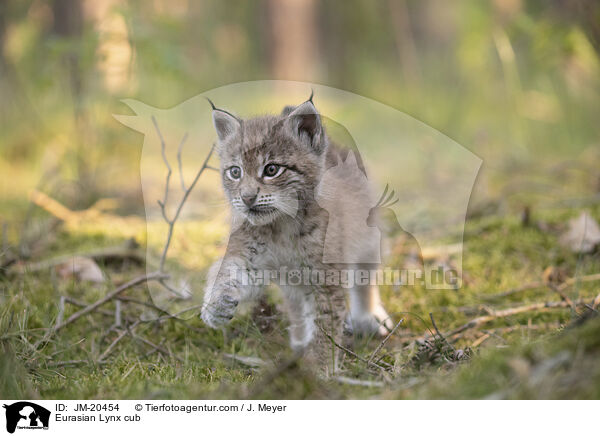 Eurasischer Luchswelpe / Eurasian Lynx cub / JM-20454