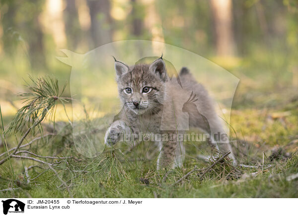 Eurasischer Luchswelpe / Eurasian Lynx cub / JM-20455
