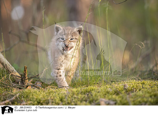 Eurasischer Luchswelpe / Eurasian Lynx cub / JM-20463