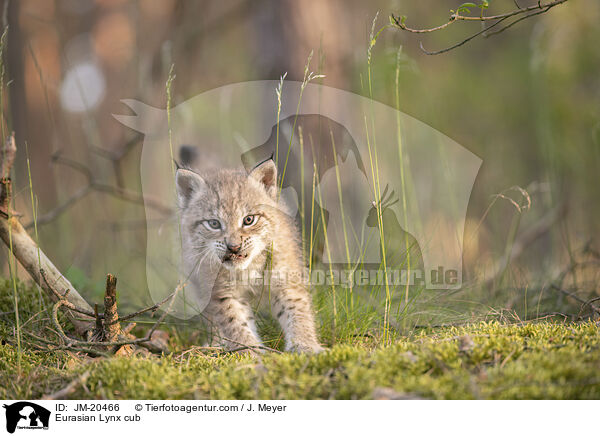 Eurasischer Luchswelpe / Eurasian Lynx cub / JM-20466