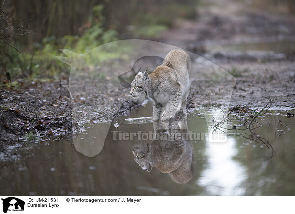 Eurasischer Luchs / Eurasian Lynx / JM-21531
