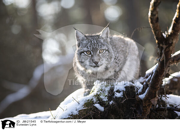 Eurasischer Luchs / Eurasian Lynx / JM-21545