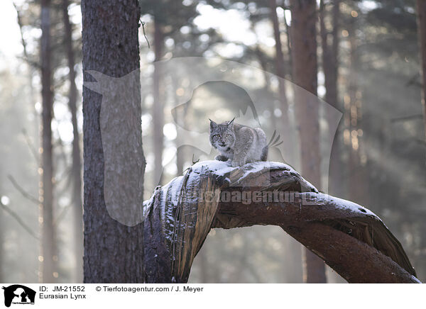 Eurasischer Luchs / Eurasian Lynx / JM-21552