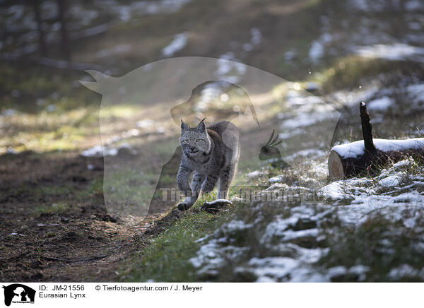 Eurasian Lynx / JM-21556