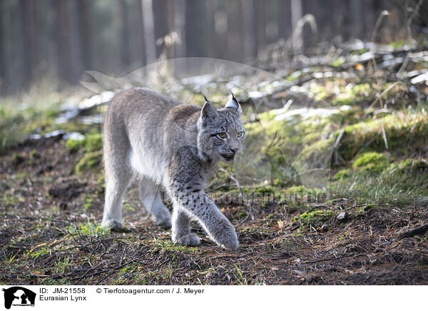 Eurasischer Luchs / Eurasian Lynx / JM-21558