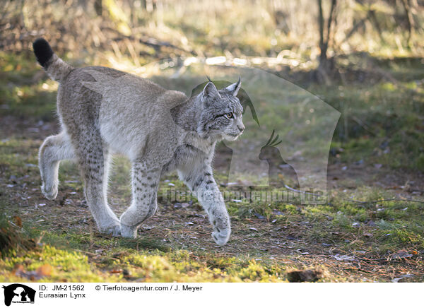 Eurasischer Luchs / Eurasian Lynx / JM-21562