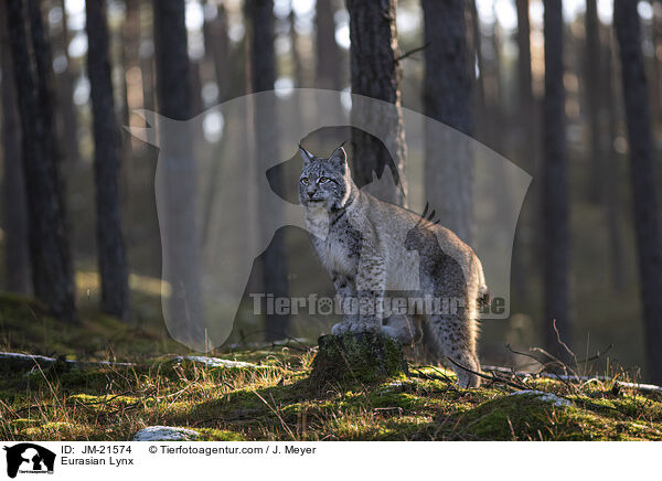 Eurasischer Luchs / Eurasian Lynx / JM-21574
