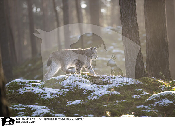 Eurasischer Luchs / Eurasian Lynx / JM-21578