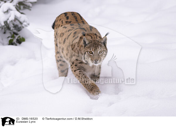 Eurasischer Luchs / Eurasian Lynx / DMS-16520