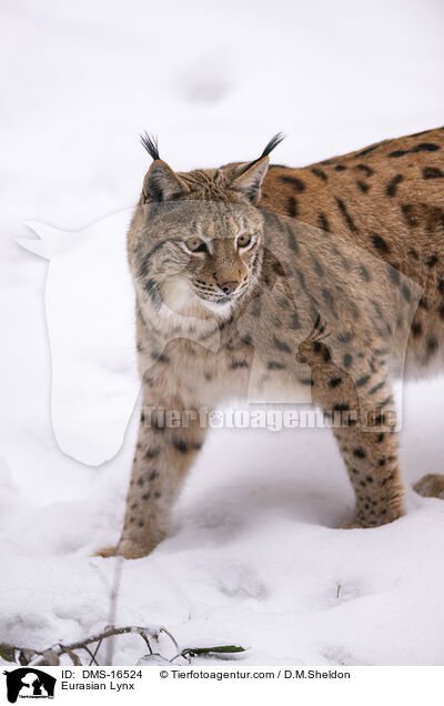Eurasischer Luchs / Eurasian Lynx / DMS-16524