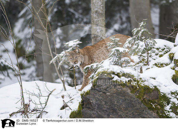 Eurasischer Luchs / Eurasian Lynx / DMS-16527