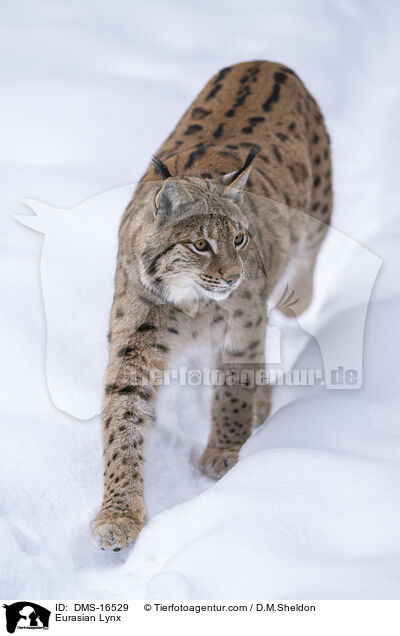 Eurasischer Luchs / Eurasian Lynx / DMS-16529