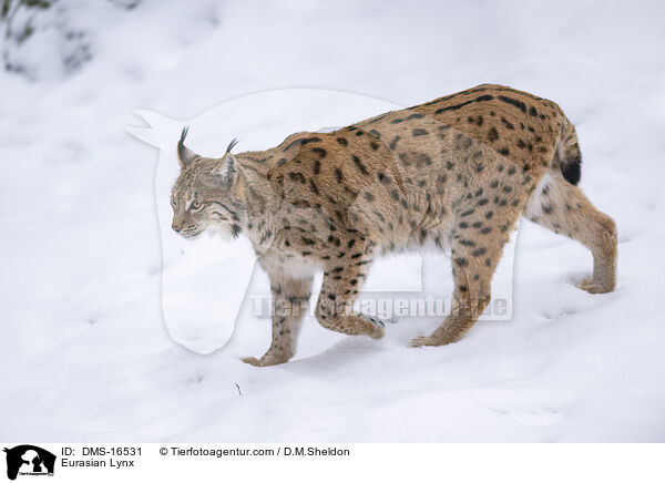Eurasischer Luchs / Eurasian Lynx / DMS-16531