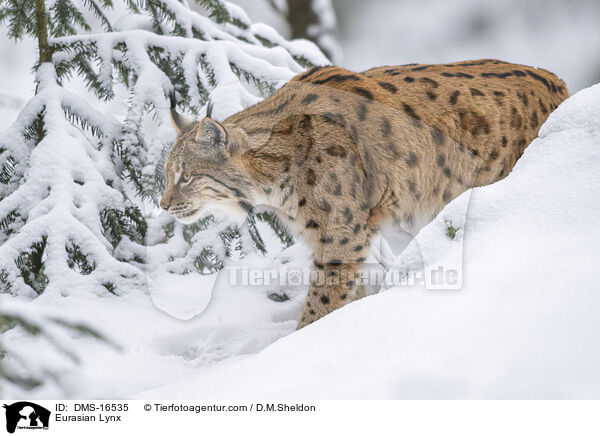 Eurasischer Luchs / Eurasian Lynx / DMS-16535
