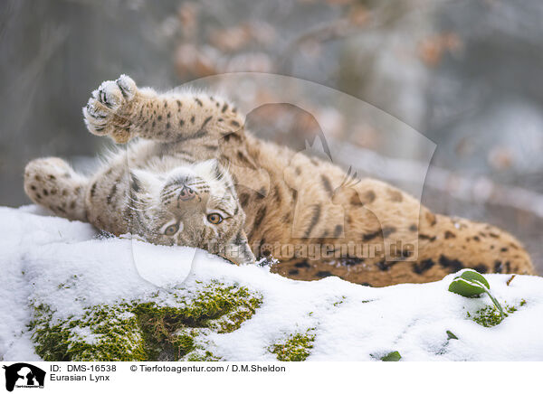 Eurasischer Luchs / Eurasian Lynx / DMS-16538