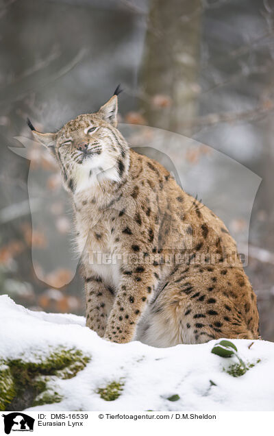 Eurasischer Luchs / Eurasian Lynx / DMS-16539