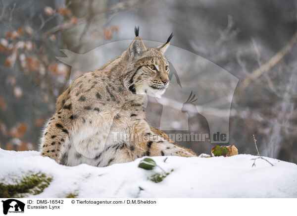 Eurasischer Luchs / Eurasian Lynx / DMS-16542