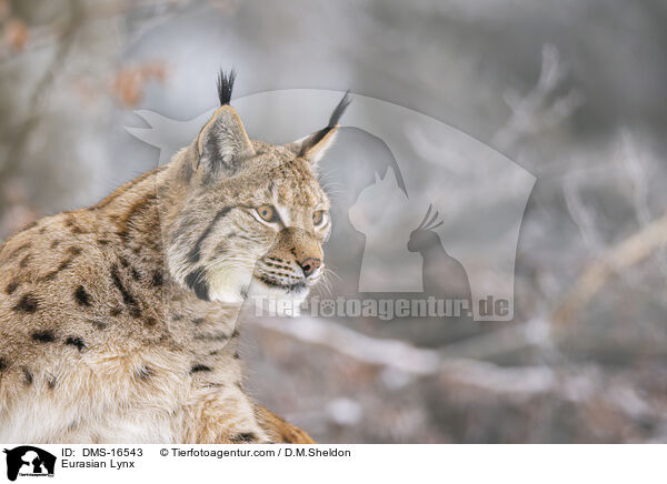 Eurasischer Luchs / Eurasian Lynx / DMS-16543